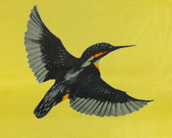 Kingfisher Organza Silk Scarves - Vz Collection